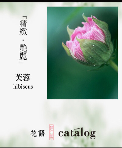 芙蓉花語：精致 艳丽 （来自设计目录）