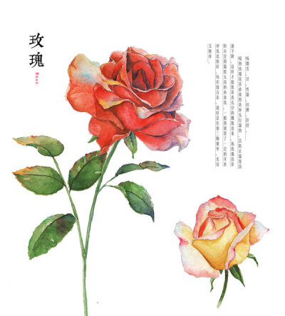 hand drawing watercolor plants--rose by GaloShining