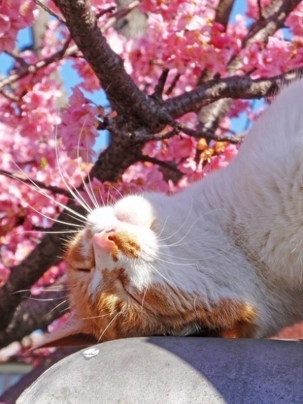 3月，樱花和猫。