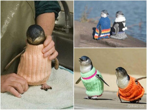 毛衣 拯救企鹅 生活 动物