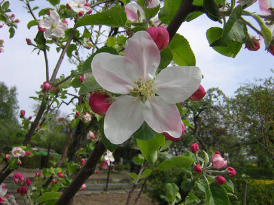 苹果花www.taoshou.com