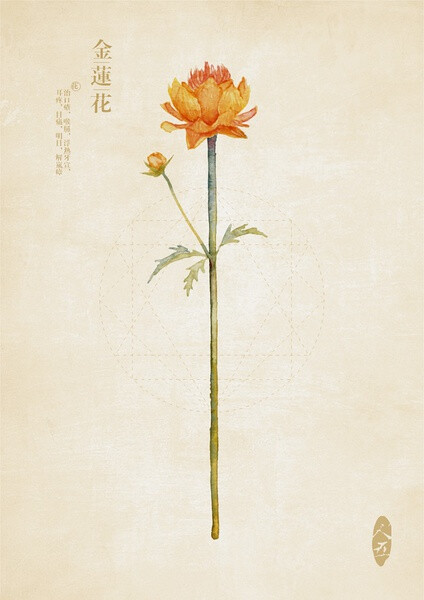 金莲花，实用部分-花：治口疮，喉肿，浮热牙宣，耳疼，目痛，明目，解岚瘴。手绘 水彩 植物 食补 中医 。作者：人五