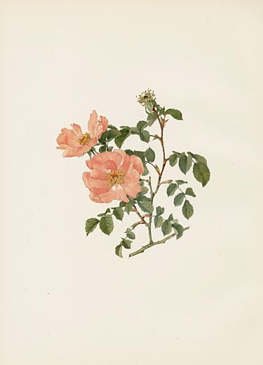 Ellen Wilmott Rose Prints Genus Rosa 1914