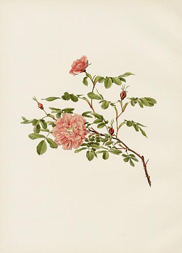 Ellen Wilmott Rose Prints Genus Rosa 1914