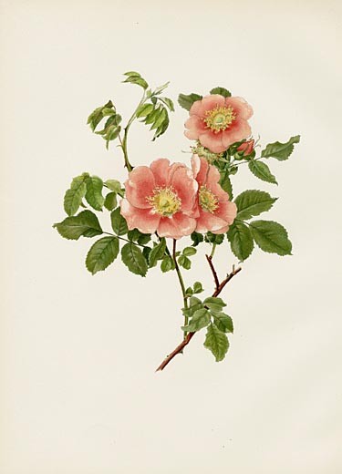 Ellen Wilmott Rose Prints Genus Rosa 1914