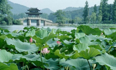 曲院原名曲院，位于金沙涧（西湖最大天然水源）流入西湖处，南宋这里辟有宫廷酒坊，湖面种养荷花。夏日清风徐来，荷香与酒香四下飘逸，游人身心俱爽，不饮亦醉，曲院风荷成为西湖十景之一。