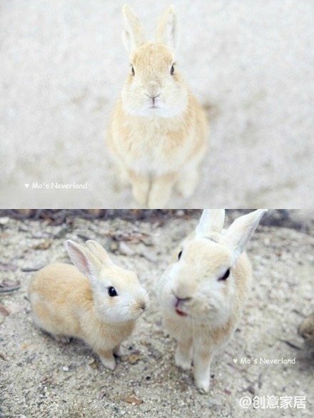 【兔子的天堂】日本兔子島大久野（Okunoshima），島上居住了約300多隻兔子，它们自由自在，它们无拘无束，拿根紅蘿蔔兔子就跟你交盆友。