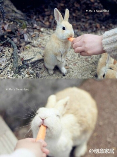 【兔子的天堂】日本兔子島大久野（Okunoshima），島上居住了約300多隻兔子，它们自由自在，它们无拘无束，拿根紅蘿蔔兔子就跟你交盆友。