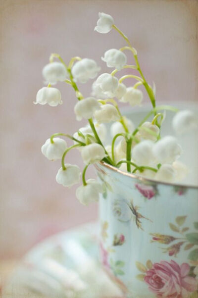 Lily of the valley