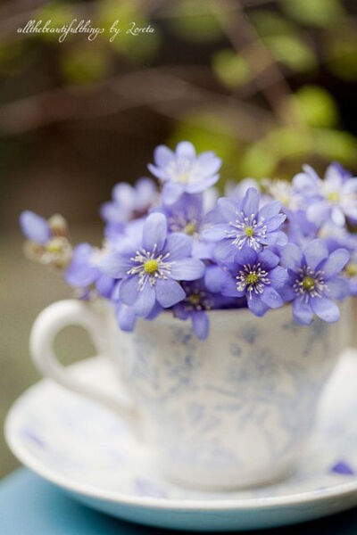 Pretty Teacup Flowers for your table