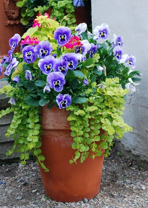 Blue Pansies