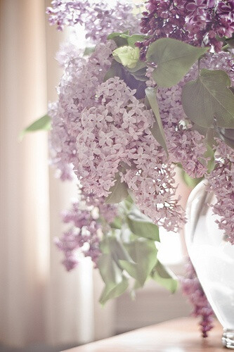 Lilacs.