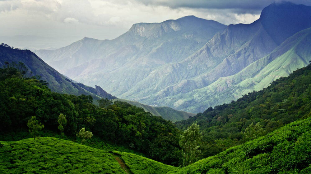 印度克拉拉邦的蒙纳茶园 MunnarIndia