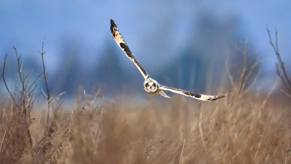 华盛顿州的短耳鸮 ShortEaredOwl