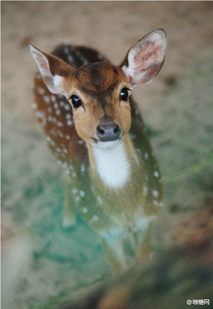 据说小鹿是森林里的精灵，特别是它湿漉漉的眼睛看着你的时候。→http://t.cn/8s2BMwY（来自糖友FAIRYMOMO收集）