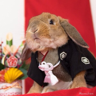 #呆萌# 荷兰垂耳兔Pui来自东京，爱好cosplay。