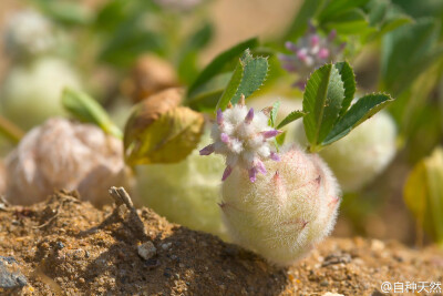 绒球三叶草！ 豆科三叶草属（又称车轴草属）多年生草本，英文名： woolly clover，学名：Trifolium tomentosum。