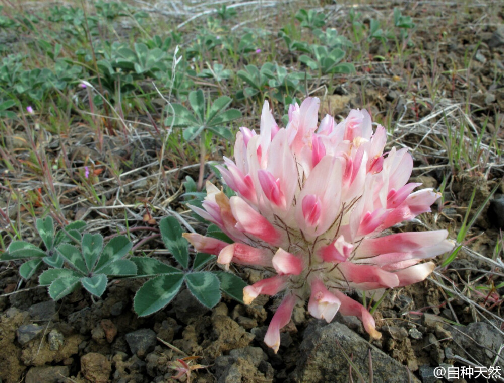 梦幻野草，车轴草。豆科三叶草属（Trifolium，又名车轴草属）植物，可作为牧草、绿肥作物或者观赏植物，分布于全世界温带地区。三叶草里的变异四叶草被认为是伊甸园才有的植物，代表着幸运。有些国家，扑克牌梅花就代表车轴草。在澳洲等地区，车轴草属植物都属于野草类，必须予以剪除。flickr图片