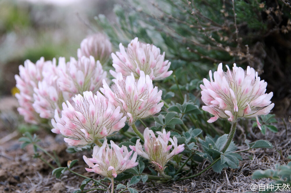 梦幻野草，车轴草。豆科三叶草属（Trifolium，又名车轴草属）植物，可作为牧草、绿肥作物或者观赏植物，分布于全世界温带地区。三叶草里的变异四叶草被认为是伊甸园才有的植物，代表着幸运。有些国家，扑克牌梅花就代表车轴草。在澳洲等地区，车轴草属植物都属于野草类，必须予以剪除。flickr图片