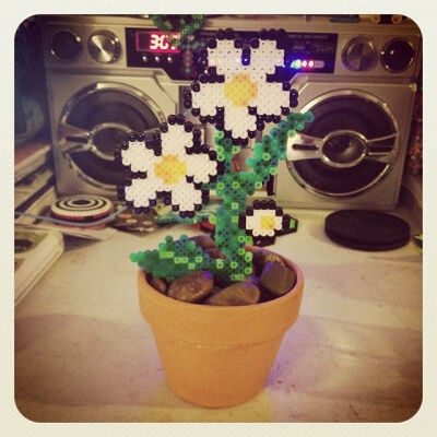 Daisies flowers perler beads by strider_sc