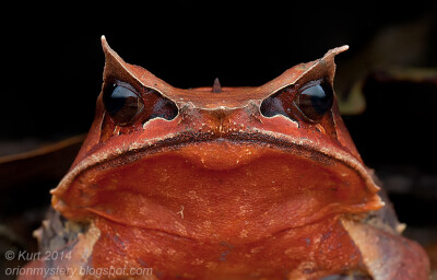 Malayan Horned Frog by orionmystery