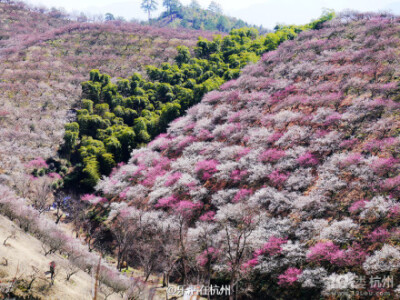 浙江安吉杭垓镇千亩梅园，漫山遍野的梅花??！自驾：杭长高速（S14)安吉出口下，转至S306省道，后改乡道至黄坞里。