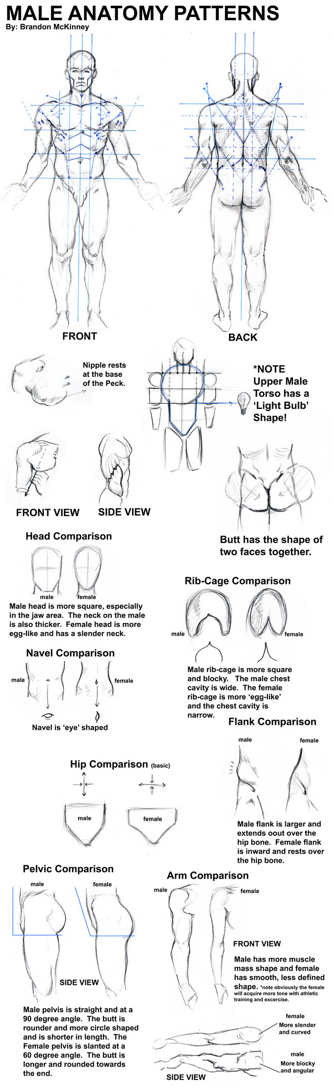 Male Anatomy Pattern...