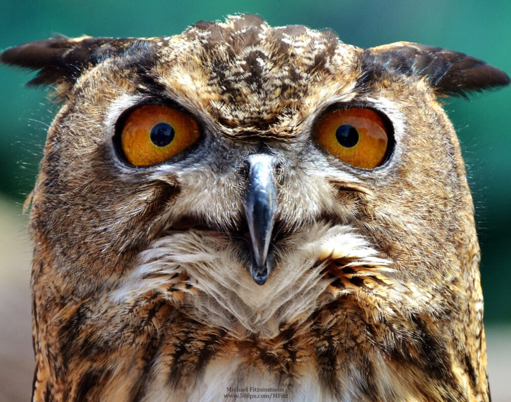 Owl Face by Michael--Fitzsimmons