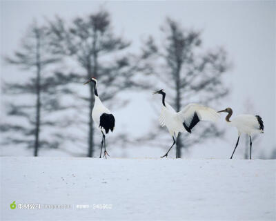 雪地里的三只丹顶鹤高清桌面图片素材