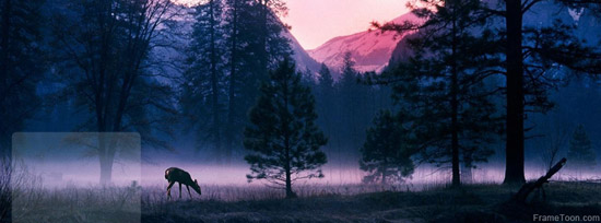 Deer in the forest facebook timeline cover