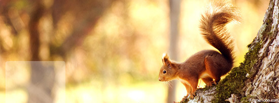 Red Squirrel Facebook Timeline Cover