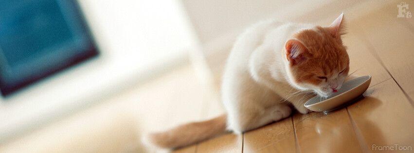 Cute cat drinking milk facebook timeline cover