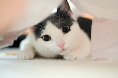 小猫咪，快到碗里来 -唯美图片