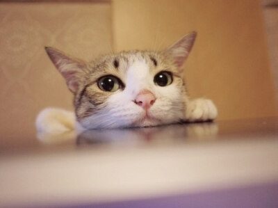 唯美的萌系猫咪美图