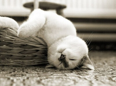 唯美的萌系猫咪美图