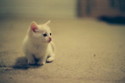 猫咪美图，你一定要喜欢呦