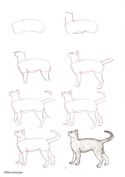 Cat Drawing Tutorial