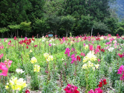 金鱼草 又名龙头花、狮子花、龙口花、洋彩雀 为玄参科金鱼草属多年生草本植物 很好看啊