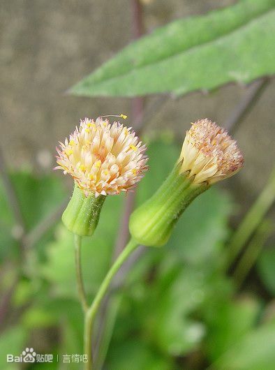 缨绒 属菊科一点红属 又名： 一点缨、黄缨花、一点红