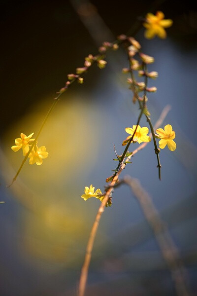 迎春花