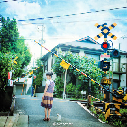 #夏の猫旅人# 带猫酱旅行的七月，有「湘南」海岸的海风，也有「秒速」神社的树荫，还有在不远处，招手的夏天。