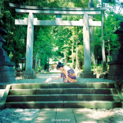 #夏の猫旅人# 带猫酱旅行的七月，有「湘南」海岸的海风，也有「秒速」神社的树荫，还有在不远处，招手的夏天。