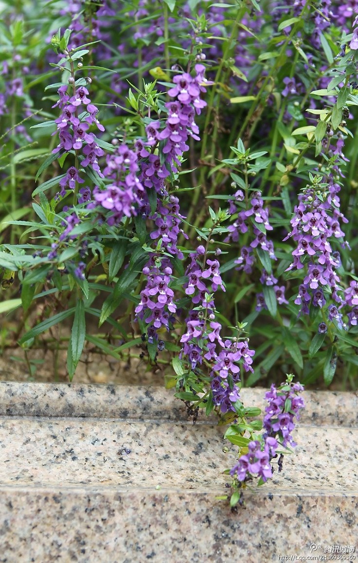 植物 天使花为玄参科天使花属多年生草本花卉，…