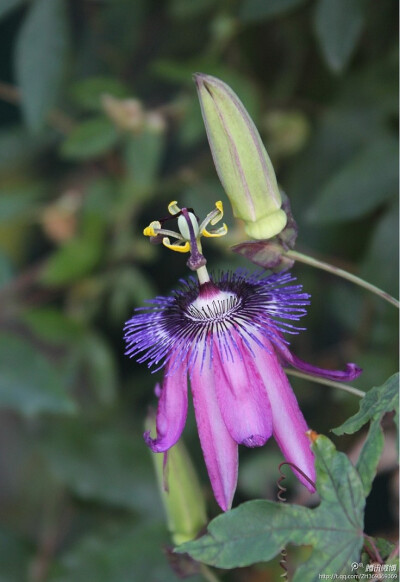 植物 紫花西番莲.学名：Passiflora amethystin…