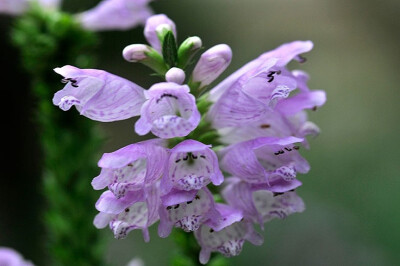 植物 隨意草：別名：芝麻花、假龍頭、囊萼花、…