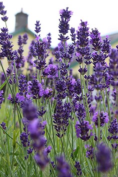 Lavender