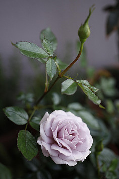 miniaturerose#07|Flickr–相片分享！