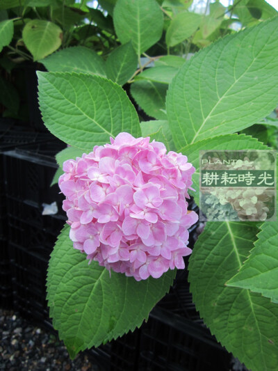 大花绣球花“无尽夏” endless summer hydrangea. 荷兰进口“无尽夏”是八仙花的一个变种，属虎耳草科绣球属。花期6-9月，因整个夏季都能绽放美丽的花朵，由此得名。