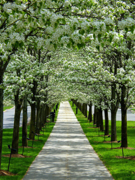 过去的事可以不忘记，但一定要放下。（花香...