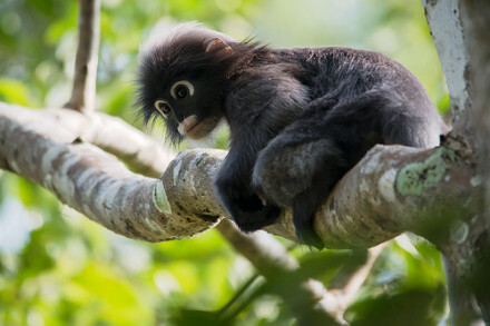 这个白色眼影不是P上去的哦！正式的中文名是郁乌叶猴（ Trachypithecus obscurus ）分布在东南亚。